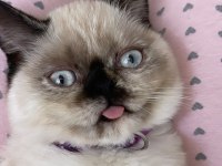 Sütlaç yuva arıyor british shorthair