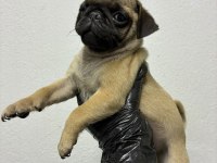 IRK VE SAĞLIK GARANTİLİ PUG