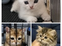 British shorthair ve longhair golden ve golden point yavru