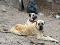 Dev Irk Anadolu Çoban Köpeği