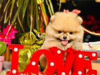 IRK GARANTİLİ TEDYBEAR POMERİAN BOO YAVRULAR