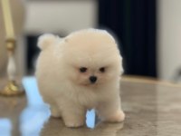 Daha iyisi yok ayı surat pomeranian boo