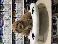 Irkının en güzel örnekleri Maltipoo bebekler