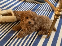 HER RENK MALTİPOO EĞİTİMLİ VE UYGUN
