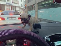 Yavru pug köpeği dişi 2 aylık
