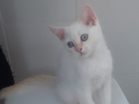 Red point british shorthair yavrumuz