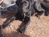 Tüm aşıları tam köpeğimiz çipi kimliği pasaportu var