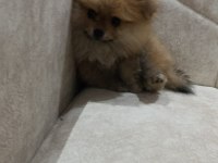 57 günlük Pomeranian boo
