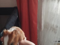 3 tane ginepig yavrusu