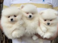 2 Erkek 1 Dişi Pomeranian