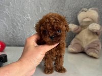 Micro Teacup KOREAN DARK BROWN Poodle yavrularımız