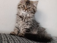 Chinchilla longhair dişi
