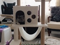 Çok tatlı kedimiz Miço