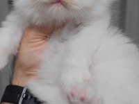 British longhair kedisi
