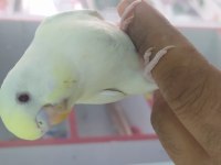 YAVRU LUTİNO, CREMİO ÖZEL TÜRLER MUHABBET KUŞLAR