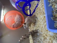 HAMSTER VE TÜM İHTİYAÇLARI (adresine gelsin iste)