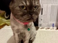 Ücretsiz Sahiplendirme Scottish Fold Kedimiz