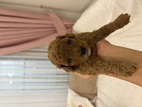 Yavru köpeklerimiz