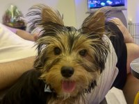 Yorkshire Terrier 5 Aylık