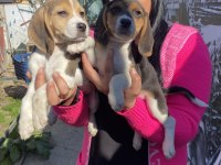 Elizabet beagle yavrularım