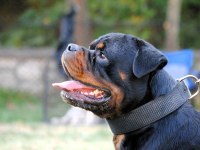 Grand Türkiye Şampiyonu Anne Babadan Star Rottweiler Yavru