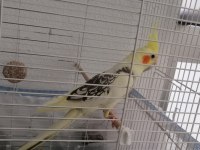 Konuşan sultan papağanı erkek