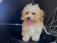 Orjinal Maltipoo Yavrular