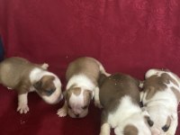 Bulldog erkek ve dişi yavru köpekler