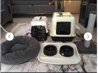 2 aylık tatlı ve oyuncu British Shorthair teslime hazır