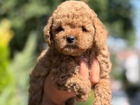 TOY POODLE SAF