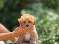 Aşılı Ve Çiş Eğitimli Maltipoo Bebekler