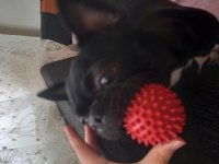 HERAYA İYİ BİR AİLE ARIYORUZ FRENCH BULLDOG