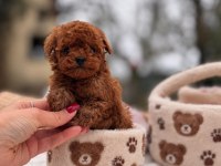 Üretim Ve Bakım Ruhsatlı Evimizden Toy Poodle