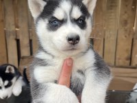 A KALİTE SİBİRYA (HUSKY) YAVRULAR