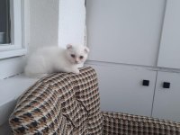 3 Aylık safkan british bebeğimiz