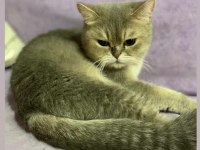 Orjinal özel renkli british shorthair