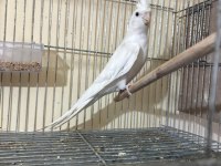 KUSURSUZ DAMIZLIK ALBİNO ERKEK SULTAN PAPAĞANI