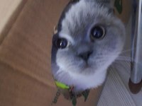 British shorthair tatlı kedimiz