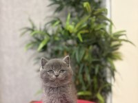 Gri Brıtısh Shorthair Yavrularım