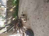 Süs tavuk ve horoz hepsi sağlıklı