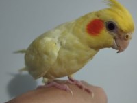 Full evcil 4 aylık sarı lutino sultan papağanı