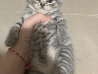 Balıkesir de 3 Aylık Yavru Kedimiz