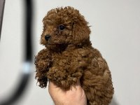 Toy poodle yavrular