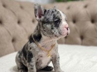 Irkının En Özel En Güzeli Blue Merle Dişi French Bulldog