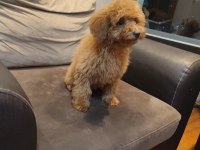 POFUDUK TOY POODLE YAVRULAR