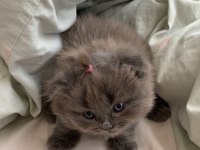 Oyuncu süslü british longhair bebek