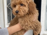 MİNİ BOY MALTİPOO OĞLUMUZ