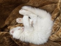 Scottish fold longhair dünya tatlısı hediye niyetine