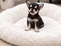 Micro Mini Chıhuahua