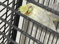 Albino Lutino Sultan Papağanı